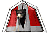 Bear in a tent