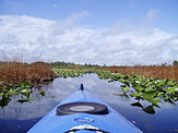 Kayaking the Okefenokee National Wildlife Refuge
